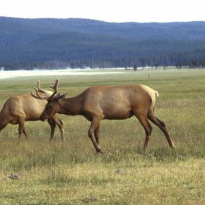 Wildlife of the Coconino National Forest - Owlcation