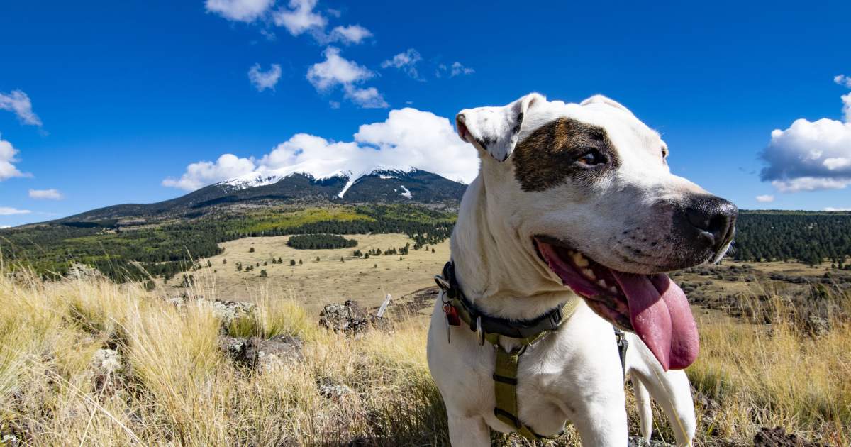 pet-friendly-flagstaff-discover-flagstaff