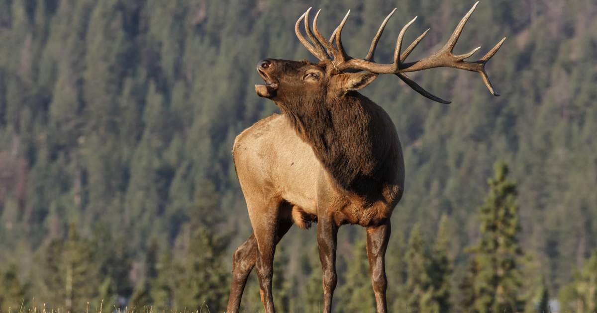 Flagstaff Northern Arizona Wildlife Discover Flagstaff