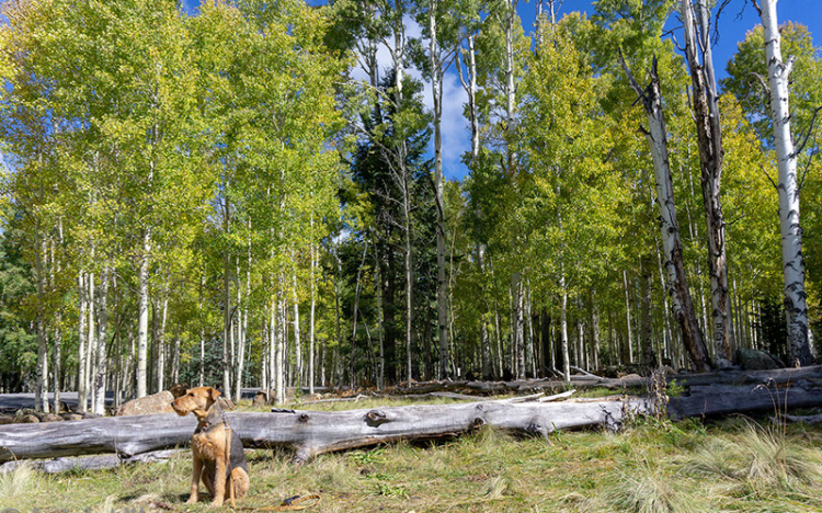 Our Favorite Dog-Friendly Destination - Discover Flagstaff