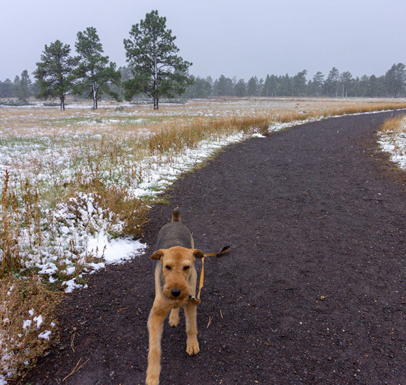 Our Favorite Dog-Friendly Destination - Discover Flagstaff